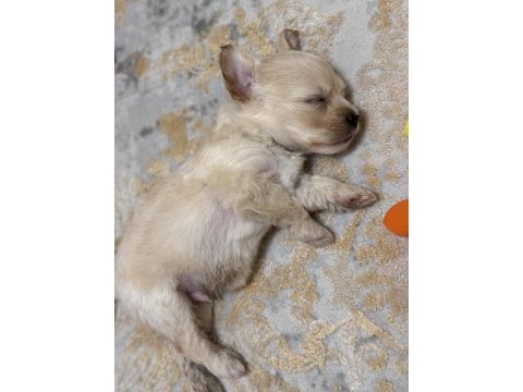 Maltipoo yavrusu
