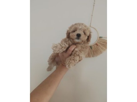 Kaliteli maltipoo yavrular