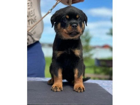 Rottweiler yavrularımız