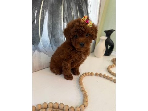 Toypoodle yavrularımız 
