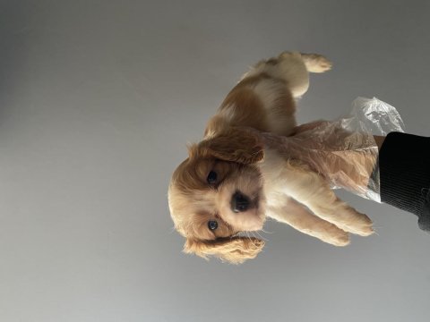 2 aylık cavalier king charles erkek yavru