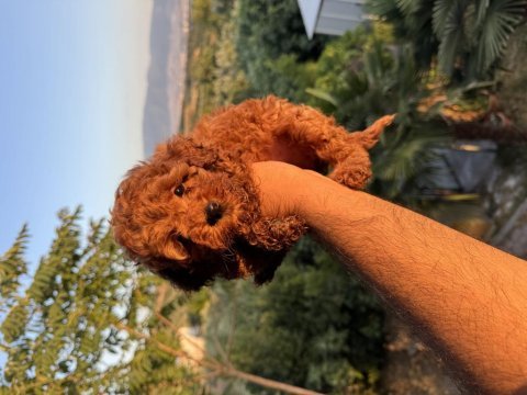 Red brown erkek dişi garantili toy poodle