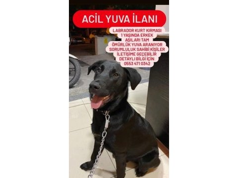 Oyuncu hareketli kalıcı yuvasını arıyoruz labrador