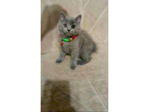Yavru british shorthair mama tuvalet eğitimi verildi