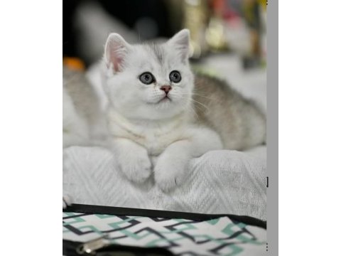 Asil renkleriyle ns24 british shorthair