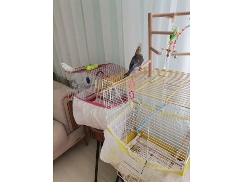 4 aylık sultan papağanı erkek