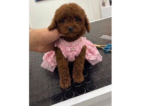 Kore kan ırk ve sağlık garantili aşılı dişi yavru poodle