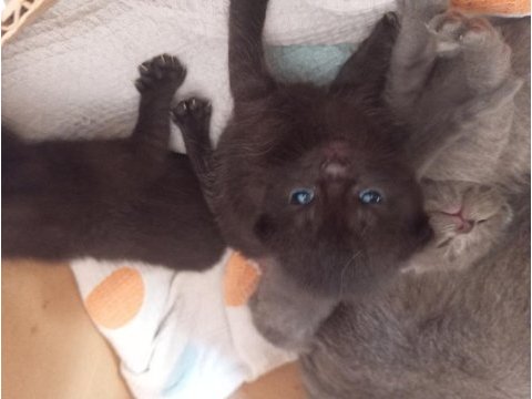 Scottish fold ve british shorthair yavrular