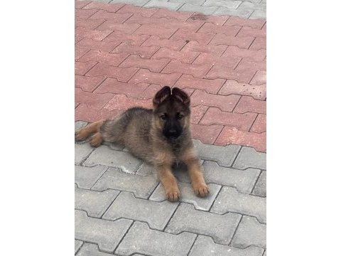 Alman kurdu yavru köpekler