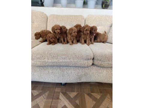Toy poodle yavrularımız ömürlük aileleri bekliyor