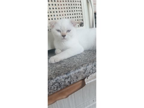 Scottish fold üç aylık