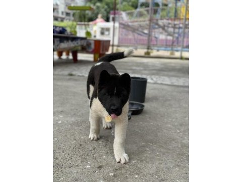 Orijinal amerikan akita