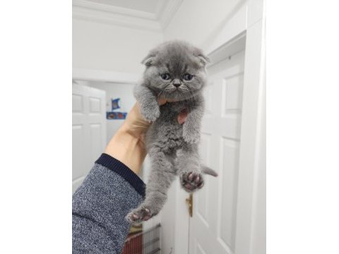 Enfes güzellikte yavru kediler