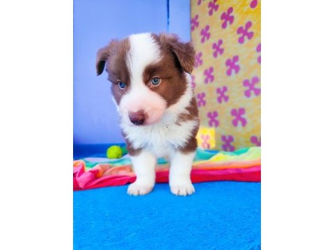 Orjinal border collie yavrularımız