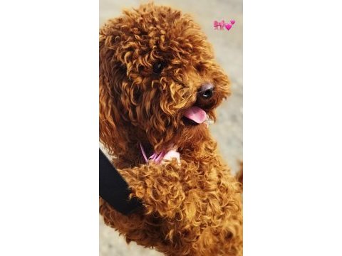 Toy poodle köpeğimiz 1 yaşında dişi