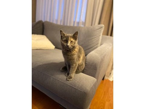Tüyleri puf puf british shorthair kızım safiş