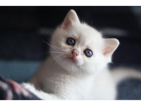 British shorthair silver erkek