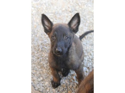 Safkan ırk garantili malinois yavrular