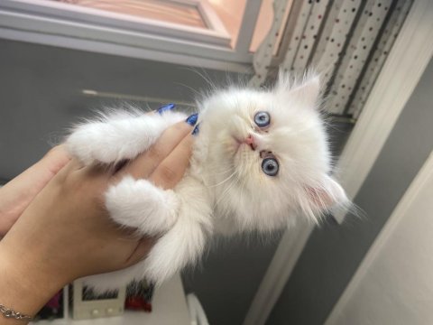 5 minik british longhair kedilerim
