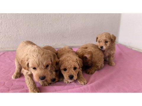 Maltipoo bebek köpeklerimiz