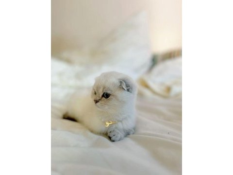 Göz alıcı renk tonlarıyla safkan scottish fold