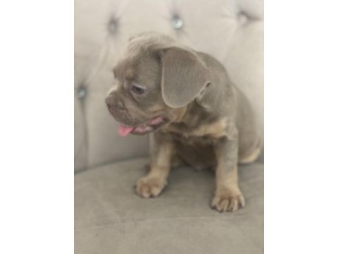 New shade isabella tan french bulldog