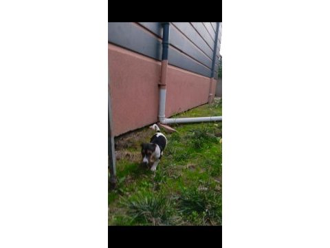 Sevimli yavru köpekler