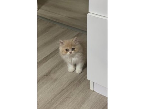 Chinchilla 2 aylık güzel yavrumuz