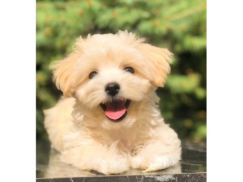 Safkan uygun maltipoo yavrular