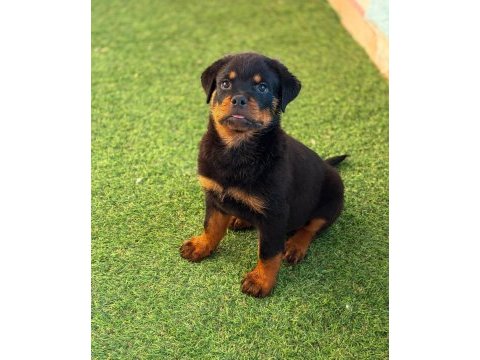 A şecereli erkek rottweiler yavrularım