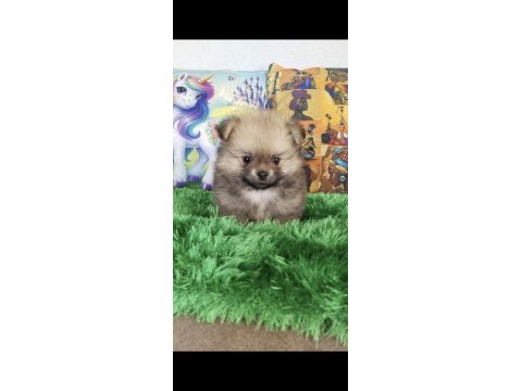 Bebek yüz pomeranian boo bebekler