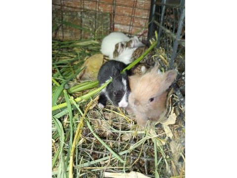 Orijinal netherland dwarf cüce tavşan