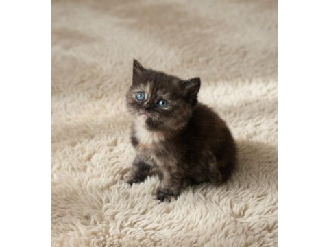 British longhair organik portakal yavrular