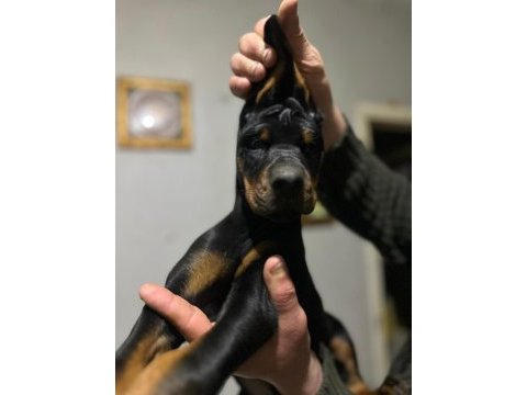 Üst düzey şecereli doberman yavruları