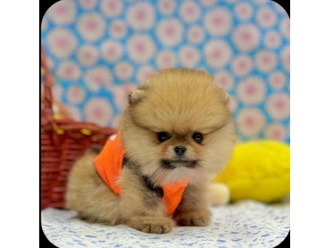 Safkan pomeranian yavrular