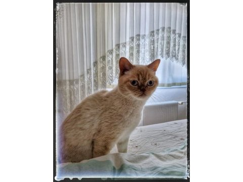 3 yaşında erkek british shorthair