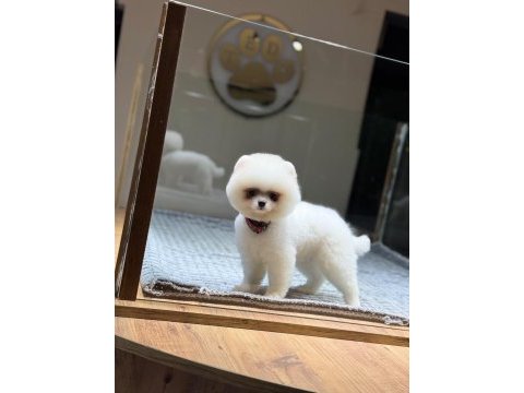 Sağlık ve ırk garantili pomeranian köpeği