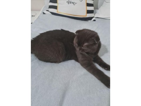 Scottish fold british shorthair uyguna sahiplendirme