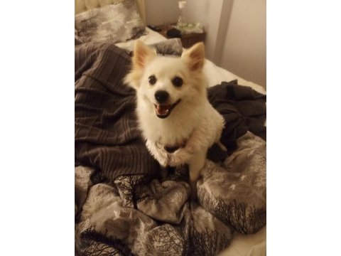 Pomeranian spitz