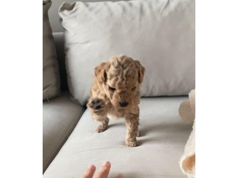 Apricot toy poodle