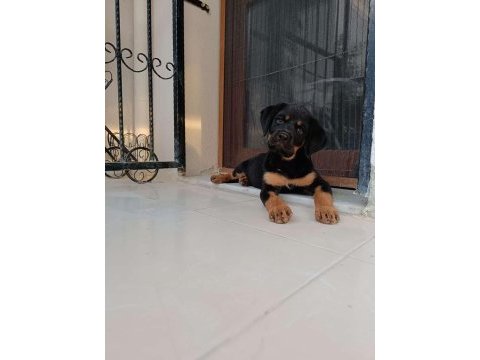 Rottweiler yavru