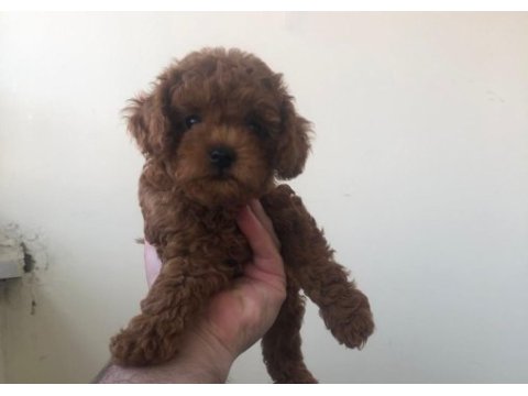 Toy poodle yavru köpekler