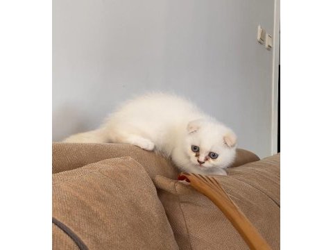 Scottish fold kedisi