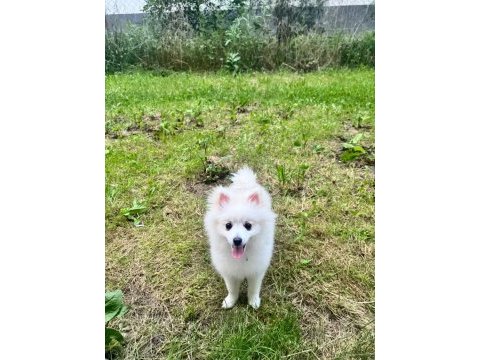 Dişi pomeranian sivri surat
