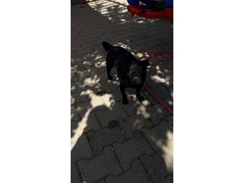Sıfır boy full eğitimli evde bakılması zorunlu pug