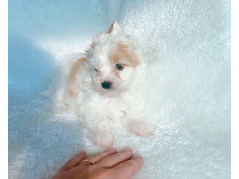 Show kalite tea cup morkie yavrularımız 