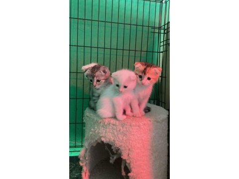 4 kardeş kediler yeni sahiplerini bekliyor