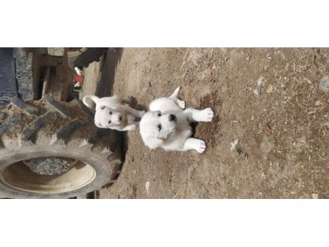 1.5 aylık 3 adet dişi akbaş yavru