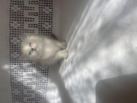 British longhair yavrularımız