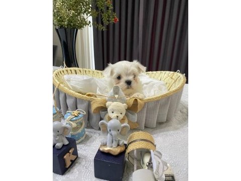 Kore anne babadan maltese bebekler